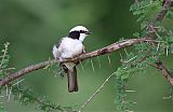 White-rumped Shrike